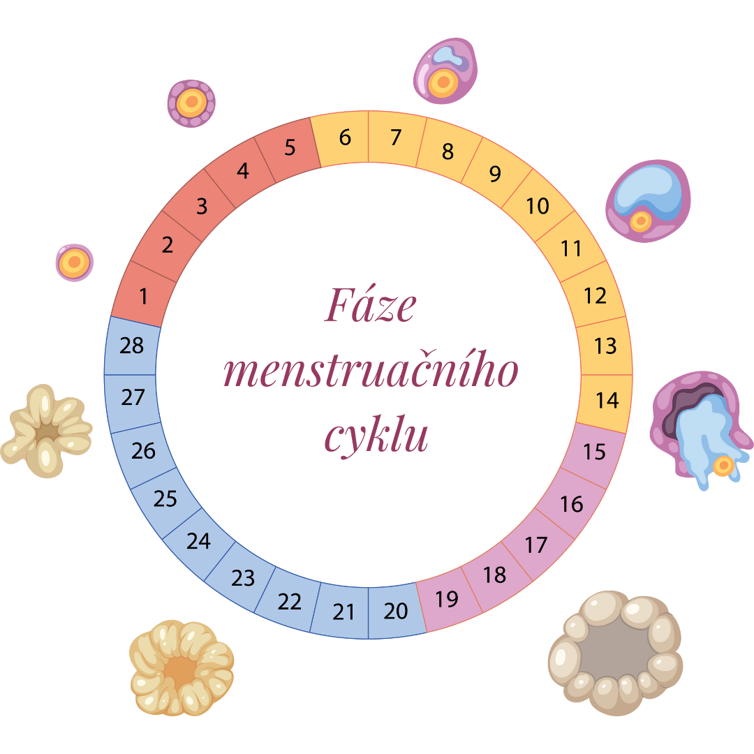 fáze menstruačního cyklu